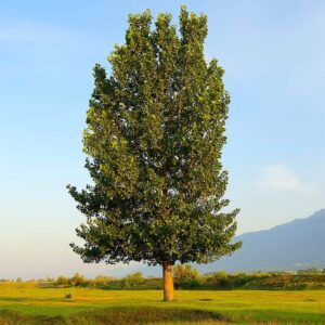 4 hybrid poplar trees – grow for privacy, shade, landscaping. fast growing. get 4 cuttings to grow 4 trees