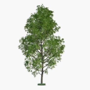 4 Hybrid Poplar Trees - Grow for Privacy, Shade, Landscaping. Fast Growing. Get 4 Cuttings to Grow 4 Trees