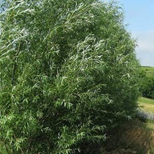 4 Huge 5 Foot Tall Hyrbid Willow Cuttings - Best Privacy Hedge Row Trees - Fast Growing