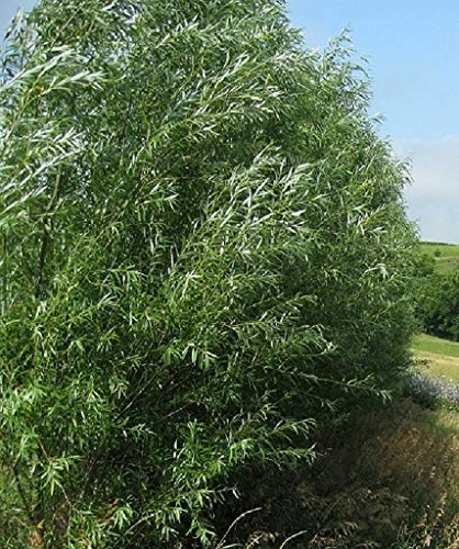 4 Huge 5 Foot Tall Hyrbid Willow Cuttings - Best Privacy Hedge Row Trees - Fast Growing