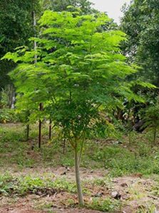 greencreator 25 seeds of the tree of life – the moringa tree easy to grow, fast growing tree