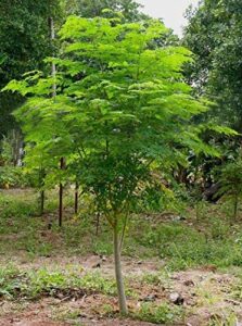 30 seeds of the tree of life – the moringa tree – easy to grow, fast growing tree