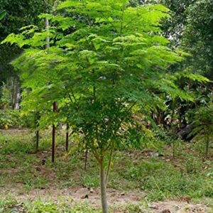 30 Seeds of The Tree of Life - The Moringa Tree - Easy to Grow, Fast Growing Tree