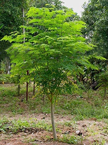 30 Seeds of The Tree of Life - The Moringa Tree - Easy to Grow, Fast Growing Tree