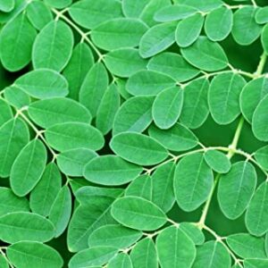 30 Seeds of The Tree of Life - The Moringa Tree - Easy to Grow, Fast Growing Tree