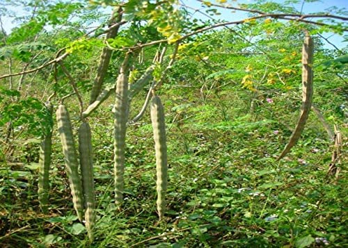 30 Seeds of The Tree of Life - The Moringa Tree - Easy to Grow, Fast Growing Tree