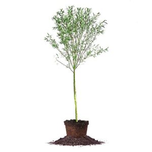 perfect plants weeping willow live plant, 5-6′, includes care guide