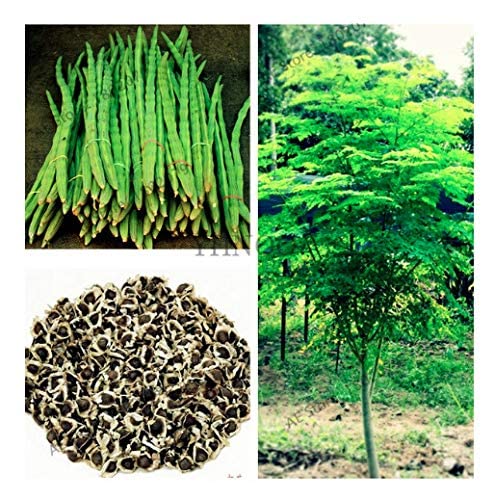 25 Seeds of The Tree of Life - The Moringa Tree - Superfood, Easy to Grow, Fast Growing Tree with Edible Leaves, Stems, Seeds - Marde Ross & Company…