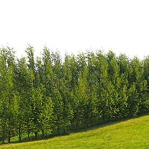 100 Hybrid Willow Tree Plant - Austree Cuttings Grow 12 Feet 1st Season - Create Instant Privacy Fence Hedge Fast Shade- Live Trees Fast Growing - Twigz Nursery