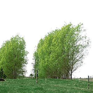 100 Hybrid Willow Tree Plant - Austree Cuttings Grow 12 Feet 1st Season - Create Instant Privacy Fence Hedge Fast Shade- Live Trees Fast Growing - Twigz Nursery