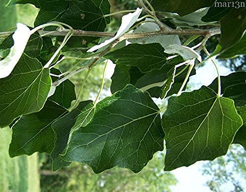 6 Hybrid Poplar Tree Cuttings - Fast Growing Attractive Privacy and Shade Trees - Grow 6 Hybrid Poplar Trees - Fast Growing Trees