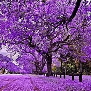 MOCCUROD 20Pcs Purple Jacaranda Mimosifolia Tree Seeds Trumpet Shaped Flower Seeds