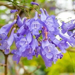 MOCCUROD 20Pcs Purple Jacaranda Mimosifolia Tree Seeds Trumpet Shaped Flower Seeds