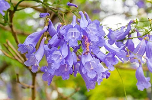 MOCCUROD 20Pcs Purple Jacaranda Mimosifolia Tree Seeds Trumpet Shaped Flower Seeds