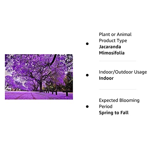 MOCCUROD 20Pcs Purple Jacaranda Mimosifolia Tree Seeds Trumpet Shaped Flower Seeds