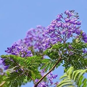 MOCCUROD 20Pcs Purple Jacaranda Mimosifolia Tree Seeds Trumpet Shaped Flower Seeds