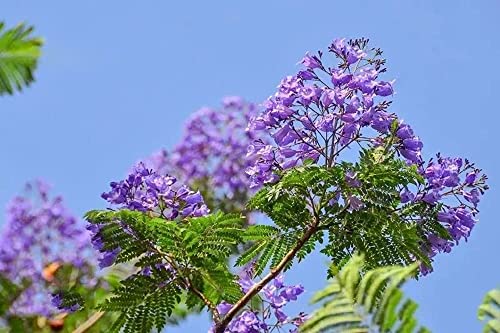 MOCCUROD 20Pcs Purple Jacaranda Mimosifolia Tree Seeds Trumpet Shaped Flower Seeds