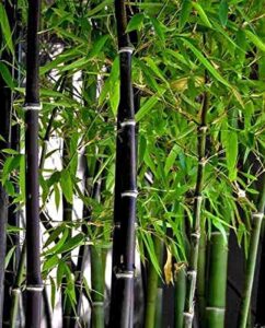 rare black bamboo seeds for planting – 50+ seeds – grow black bamboo, privacy screen, good for environment – ships from iowa