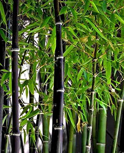 Rare Black Bamboo Seeds for Planting - 50+ Seeds - Grow Black Bamboo, Privacy Screen, Good for Environment - Ships from Iowa