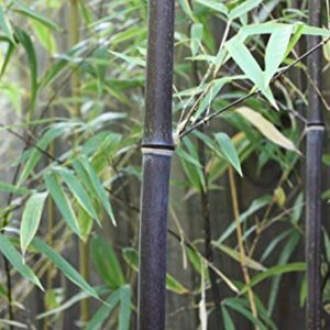 Rare Black Bamboo Seeds for Planting - 50+ Seeds - Grow Black Bamboo, Privacy Screen, Good for Environment - Ships from Iowa