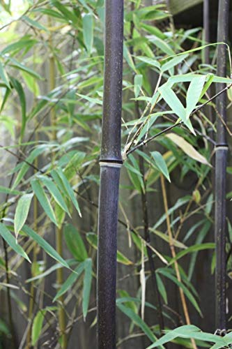 Rare Black Bamboo Seeds for Planting - 50+ Seeds - Grow Black Bamboo, Privacy Screen, Good for Environment - Ships from Iowa