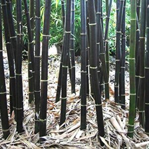 Rare Black Bamboo Seeds for Planting - 50+ Seeds - Grow Black Bamboo, Privacy Screen, Good for Environment - Ships from Iowa