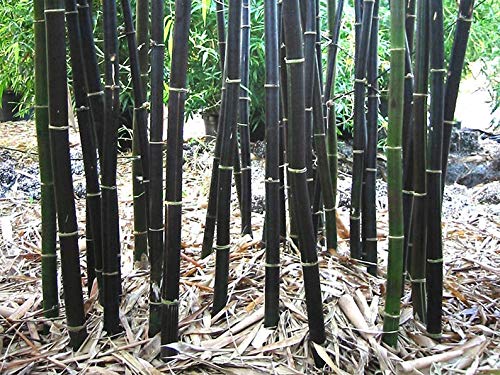 Rare Black Bamboo Seeds for Planting - 50+ Seeds - Grow Black Bamboo, Privacy Screen, Good for Environment - Ships from Iowa