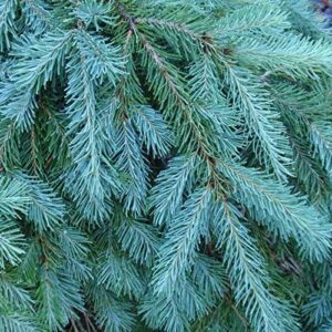 blue douglas fir seeds for planting | 20+ seeds | grow evergreen trees