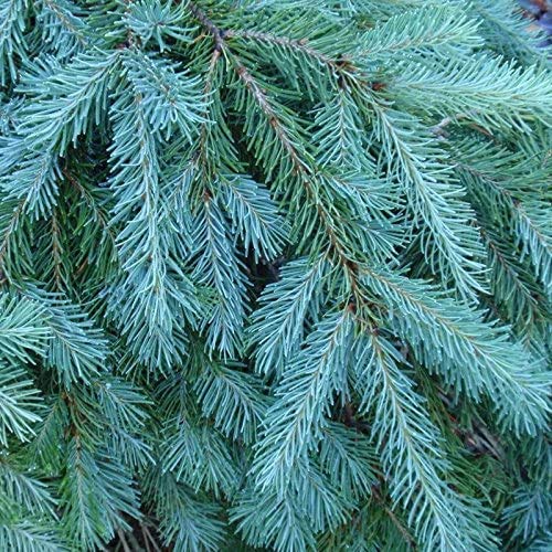 Blue Douglas Fir Seeds for Planting | 20+ Seeds | Grow Evergreen Trees