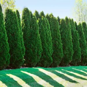 40 giant thuja tree seeds for planting – american arborvitae, thuja occidentalis – privacy or landscaping tree