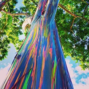 Rainbow Eucalyptus Tree Seeds - 50 Seeds - Stunning Colored Bark - Eucalyptus deglupta