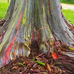 Rainbow Eucalyptus Tree Seeds - 50 Seeds - Stunning Colored Bark - Eucalyptus deglupta