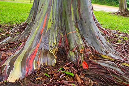 Rainbow Eucalyptus Tree Seeds - 50 Seeds - Stunning Colored Bark - Eucalyptus deglupta