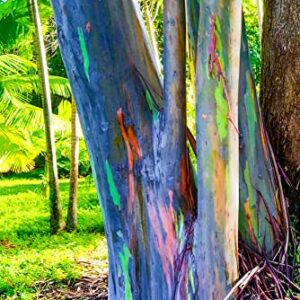 Rainbow Eucalyptus Tree Seeds - 50 Seeds - Stunning Colored Bark - Eucalyptus deglupta