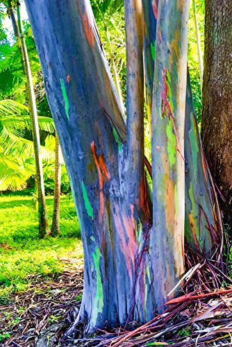 Rainbow Eucalyptus Tree Seeds - 50 Seeds - Stunning Colored Bark - Eucalyptus deglupta