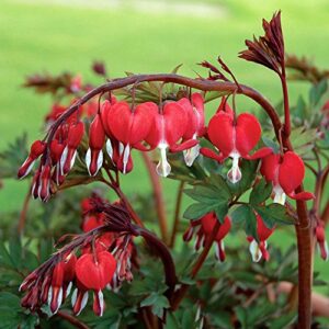 valentine red bleeding heart (1 root per package) dicentra spectabilis