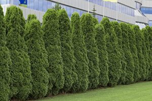 50 american arborvitae tree seeds | giant thuja tree, thuja occidentalis | privacy or landscaping tree
