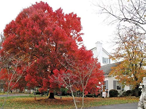 Carolina RED Scarlet Maple Tree Acer Rubrum jocad (25 Seeds)