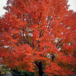 Carolina RED Scarlet Maple Tree Acer Rubrum jocad (25 Seeds)