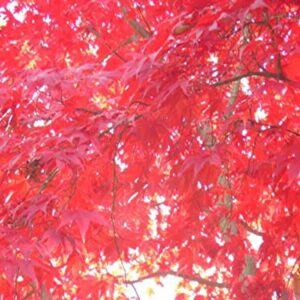 Carolina RED Scarlet Maple Tree Acer Rubrum jocad (25 Seeds)