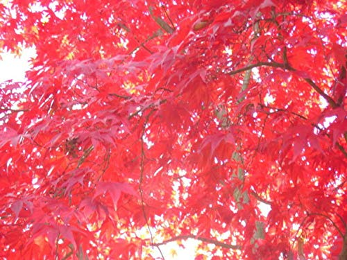 Carolina RED Scarlet Maple Tree Acer Rubrum jocad (25 Seeds)