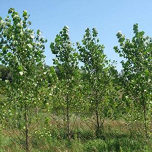 2 Hybrid Poplar Trees - Grow for Privacy, Shade, Landscaping. Fast Growing. Get 2 Cuttings to Grow 2 Trees