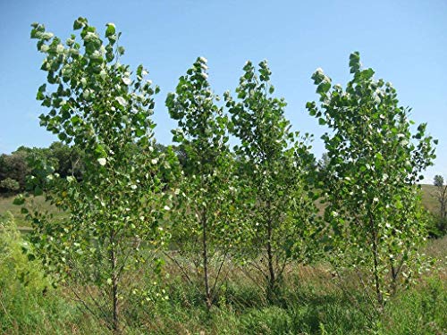 2 Hybrid Poplar Trees - Grow for Privacy, Shade, Landscaping. Fast Growing. Get 2 Cuttings to Grow 2 Trees