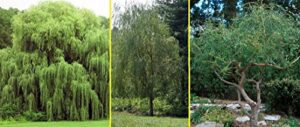 willow tree bundle – 10 fast growing aussie willow trees + 4 weeping willow trees + 2 corkscrew willow tree – ready to plant – indoor/outdoor live tree plants – fast privacy and unique look all in one