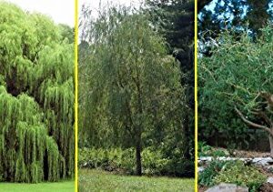 Willow Tree Bundle - 10 Fast Growing Aussie Willow Trees + 4 Weeping Willow Trees + 2 Corkscrew Willow Tree - Ready to Plant - Indoor/Outdoor Live Tree Plants - Fast Privacy and Unique Look all in One