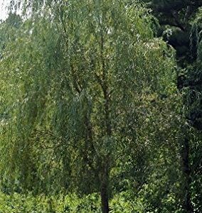 Willow Tree Bundle - 10 Fast Growing Aussie Willow Trees + 4 Weeping Willow Trees + 2 Corkscrew Willow Tree - Ready to Plant - Indoor/Outdoor Live Tree Plants - Fast Privacy and Unique Look all in One