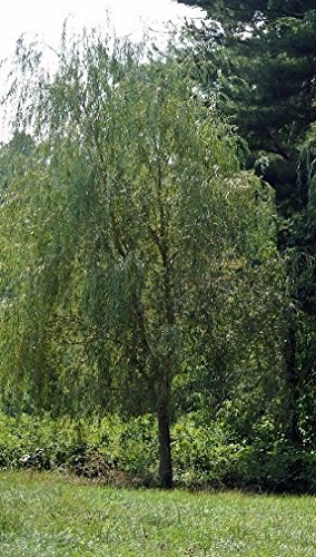 Willow Tree Bundle - 10 Fast Growing Aussie Willow Trees + 4 Weeping Willow Trees + 2 Corkscrew Willow Tree - Ready to Plant - Indoor/Outdoor Live Tree Plants - Fast Privacy and Unique Look all in One