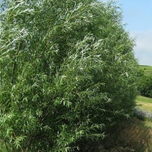 Willow Tree Bundle - 10 Fast Growing Aussie Willow Trees + 4 Weeping Willow Trees + 2 Corkscrew Willow Tree - Ready to Plant - Indoor/Outdoor Live Tree Plants - Fast Privacy and Unique Look all in One