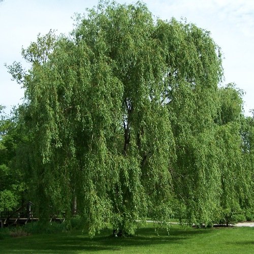 Willow Tree Bundle - 10 Fast Growing Aussie Willow Trees + 4 Weeping Willow Trees + 2 Corkscrew Willow Tree - Ready to Plant - Indoor/Outdoor Live Tree Plants - Fast Privacy and Unique Look all in One