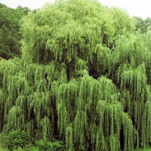 Willow Tree Bundle - 10 Fast Growing Aussie Willow Trees + 4 Weeping Willow Trees + 2 Corkscrew Willow Tree - Ready to Plant - Indoor/Outdoor Live Tree Plants - Fast Privacy and Unique Look all in One